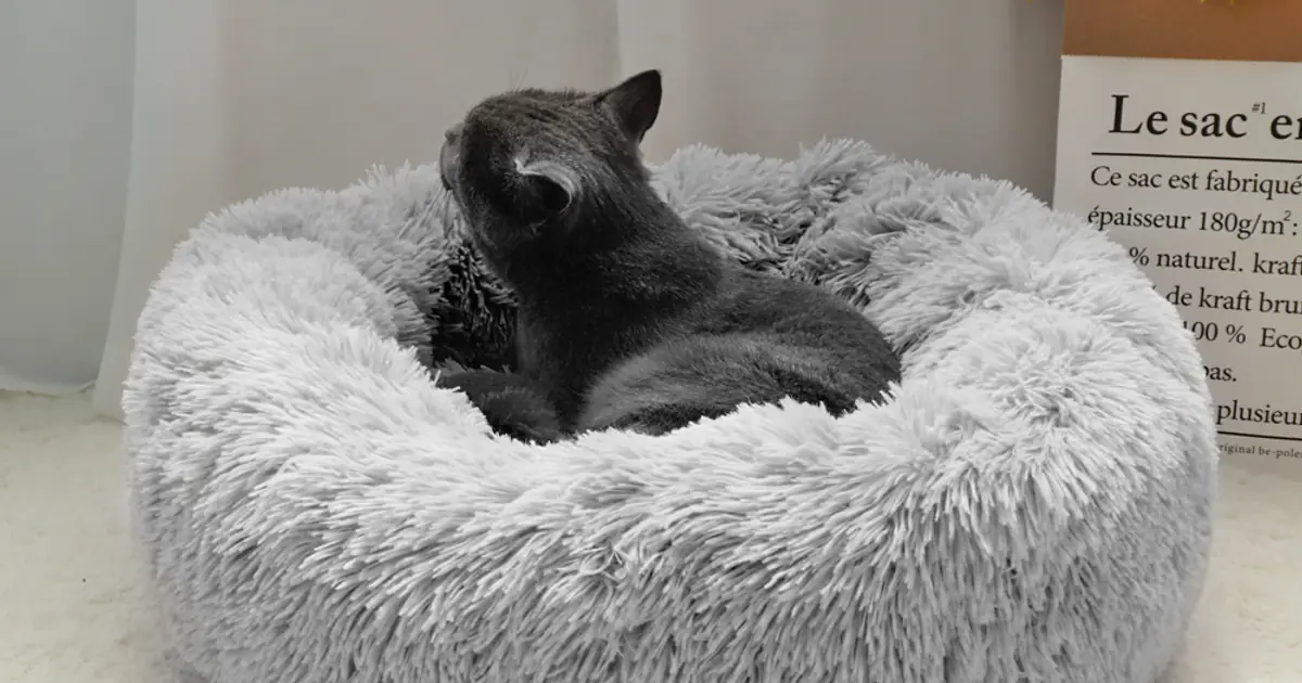 Best Pet Beds on AliExpress — Complete 2026 Buying Guide